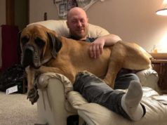 Giant Dog Thinks He’s a Lapdog and Accidentally Knocks Dad’s Recliner Over
