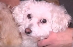 Dog Snatched By An Eagle Comes Home To His Family