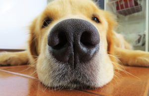 Sneaky Golden Retriever Steals All The Things That He Sees