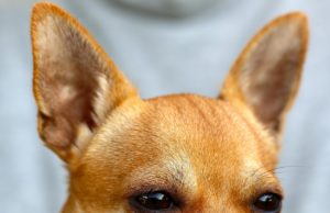 Bodybuilder Used To Make Fun Of Friends With Small Dogs Until A Chihuahua Saved Him