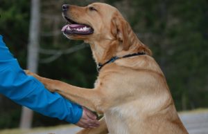 Veteran Creates A Bucket List For His Dying Service Dog