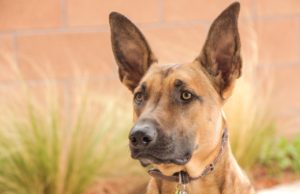 Dog Patiently Took Out Treats From A Bottle Feeder