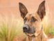 Smart Belgian Malinois Masters a DIY Slow Feeder Toy for Dogs in Minutes