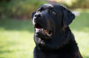 This Adorable Dog Takes Public Bus by Herself to Play at the Park