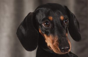 Adorable Dachshund Befriends Rescued Seal at Cornwall Sanctuary