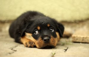 This Rottweiler Bedtime Routine Goes Viral