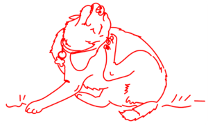 dog, scratch, ear, mascot, hairy, canine, happy, animal, animals, hair, mammal, sitting, scratch, scratch, scratch, scratch, scratch