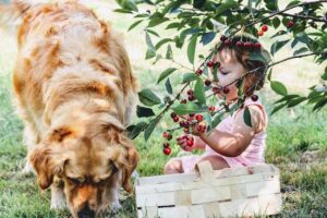 cherries, cherry, set, child, pet, village, fruit, tree, fresh, sad, eat, nutrition, health, food, vitamins, nature, healthy, baby, dog, golden retriver, family, friend, animal, shopping cart