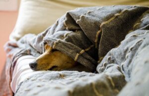 Best Dog Food for Golden Retrievers with Allergies tired dog