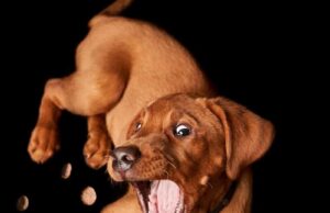 Best Calming Treats for Dogs (2026 Review) dog, puppy, nature, catch, treat, domestic animal, animal, cute, small, adorable, labrador, pet, mammal, lie, portrait, young