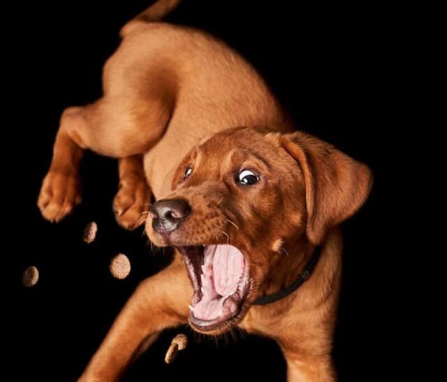 Calming Treats dog, puppy, nature, catch, treat, domestic animal, animal, cute, small, adorable, labrador, pet, mammal, lie, portrait, young