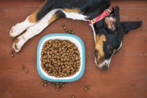 dog, pet, food, bowl, kibble, paws, animal, treat, nap, sleep