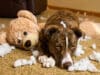 How to Stop a Dog from Chewing Furniture (7 Proven Methods)