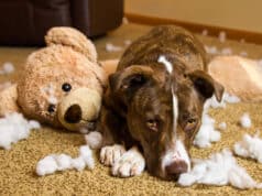 How to Stop a Dog from Chewing Furniture (7 Proven Methods)