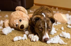 How to Stop a Dog from Chewing Furniture (7 Proven Methods)