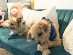 Why Is My Dog Licking His Paws? 9 Causes & What to Do a couple of dogs lying on a couch