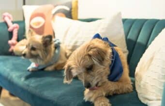 Why Is My Dog Licking His Paws? 9 Causes & What to Do a couple of dogs lying on a couch