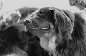 Best Dog Shampoos for Itchy Skin (Vet-Recommended) dog, hovawart, scratch, animal, domestic animal, nature, pet, move, black, white, face, fur, ears, itching, snout, nose, purebred dog