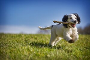 fetch, stick, puppy, dog, action, animal, nature, pet, playing, canine, fun, retrieve, playful, spaniel, cocker, active, fur, blue animals, blue fun