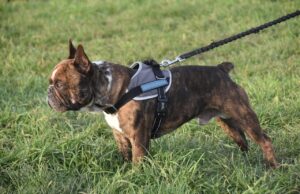 Best Harnesses for Small Dogs That Pull (2026) dog, french bulldog, pet, leash, dog leash, dog harness, nature, canine, domestic dog, dog breed, dog portrait, mammal, animal