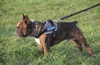 Best Harnesses for Small Dogs That Pull (2026) dog, french bulldog, pet, leash, dog leash, dog harness, nature, canine, domestic dog, dog breed, dog portrait, mammal, animal
