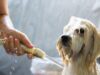 How Often Should You Bathe a Dog? Breed-by-Breed Guide animal, dog, bath, canine, friend, nature, pet, mammal