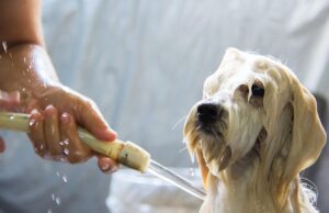 How Often Should You Bathe a Dog? Breed-by-Breed Guide animal, dog, bath, canine, friend, nature, pet, mammal