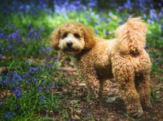 How Much Exercise Does a Cavapoo Need? Complete Guide dog, cavapoochon, bluebells, animal, cavapoo, forest, nature, spring, england, surrey, woods, meadow, pet, canine