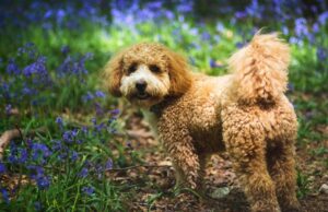 How Much Exercise Does a Cavapoo Need? Complete Guide dog, cavapoochon, bluebells, animal, cavapoo, forest, nature, spring, england, surrey, woods, meadow, pet, canine