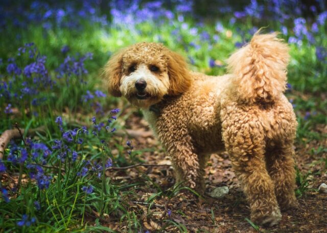 dog, cavapoochon, bluebells, animal, cavapoo, forest, nature, spring, england, surrey, woods, meadow, pet, canine