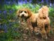 How Much Exercise Does a Cavapoo Need? Complete Guide dog, cavapoochon, bluebells, animal, cavapoo, forest, nature, spring, england, surrey, woods, meadow, pet, canine