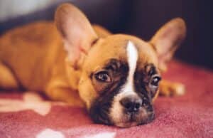 Are French Bulldogs Good with Kids? What Owners Say brown French bulldog lying on red textile