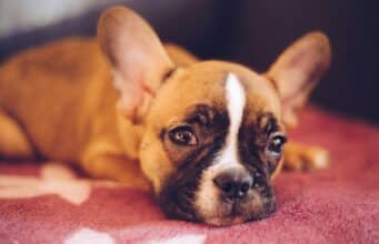 Are French Bulldogs Good with Kids? What Owners Say brown French bulldog lying on red textile