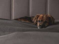 Dog Anxiety at Night – Causes, Signs & Calming Fixes brown long haired dog lying on gray textile