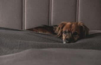 Dog Anxiety at Night – Causes, Signs & Calming Fixes brown long haired dog lying on gray textile