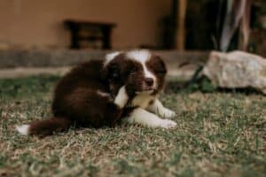 A brown and white puppy scratching its ear on grass