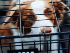 How to Crate Train a Puppy (Step-by-Step in 7 Days) short-coated tan and white dog inside dog, crate train,crate