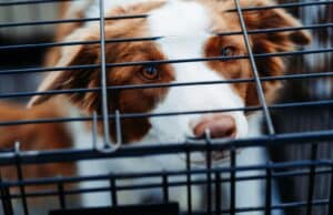 How to Crate Train a Puppy (Step-by-Step in 7 Days) short-coated tan and white dog inside dog, crate train,crate