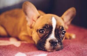 French Bulldog: Health, Cost, Temperament & What Every Owner Should Know brown French bulldog lying on red textile
