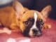 French Bulldog: Health, Cost, Temperament & What Every Owner Should Know brown French bulldog lying on red textile