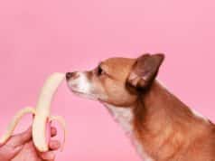 What Fruits Can Dogs Eat? The Complete Safe & Toxic List what fruits can dogs eat