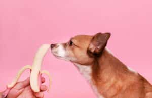 What Fruits Can Dogs Eat? The Complete Safe & Toxic List what fruits can dogs eat