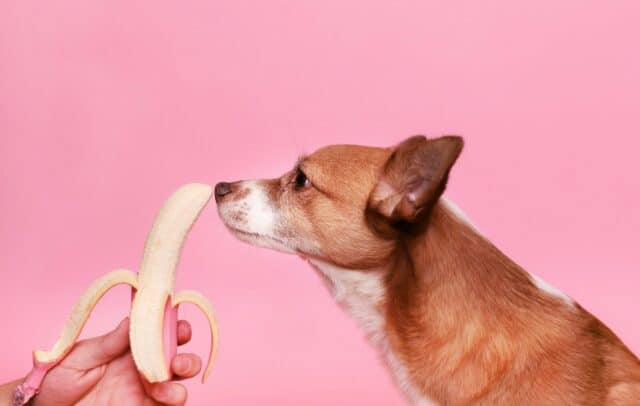 what fruits can dogs eat