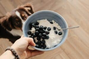 what fruits can dogs eat