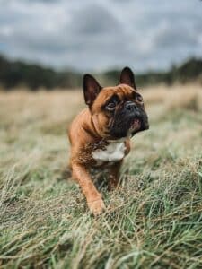a french bulldog standing in a field
