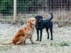 Labrador vs Golden Retriever: Which Breed Is Right for You? Two dogs, one golden retriever and one black lab, outdoors.