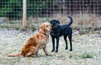 Labrador vs Golden Retriever: Which Breed Is Right for You? Two dogs, one golden retriever and one black lab, outdoors.